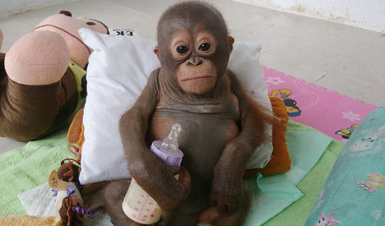 24EFA01900000578-0-Budi_the_baby_orangutan_pictured_was_kept_in_a_cage_for_the_firs-a-18_1421917541774