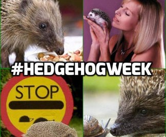 Anneka’s  advice for Hedgehog Awareness Week May 3rd – 9th