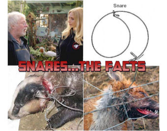 Bill Oddie & Anneka Svenska discuss the dangers of Snares