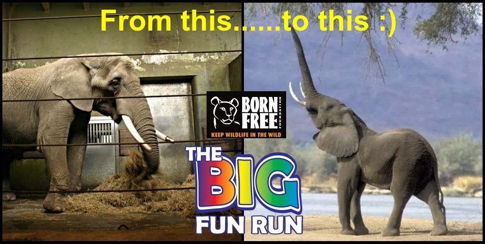 Anneka Svenska and Will Travers the Big Fun Run for Born Free’s Elephants