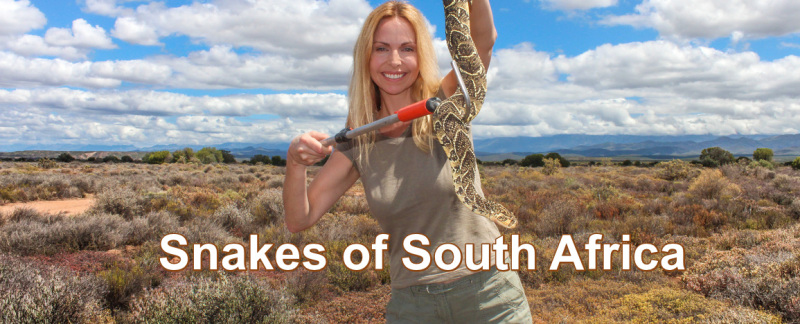 Anneka Svenska - Snakes of South Africa