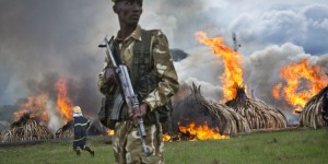 Kenya-Ivory burn