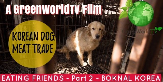 EATING FRIENDS - Boknal Dog Meat Fillm - Korea Anneka Svenska GreenWorldTV