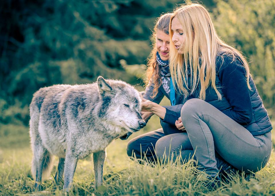 WolfWatchUK Anneka Svenska Dr Isla Fishburn Wolf Wolves