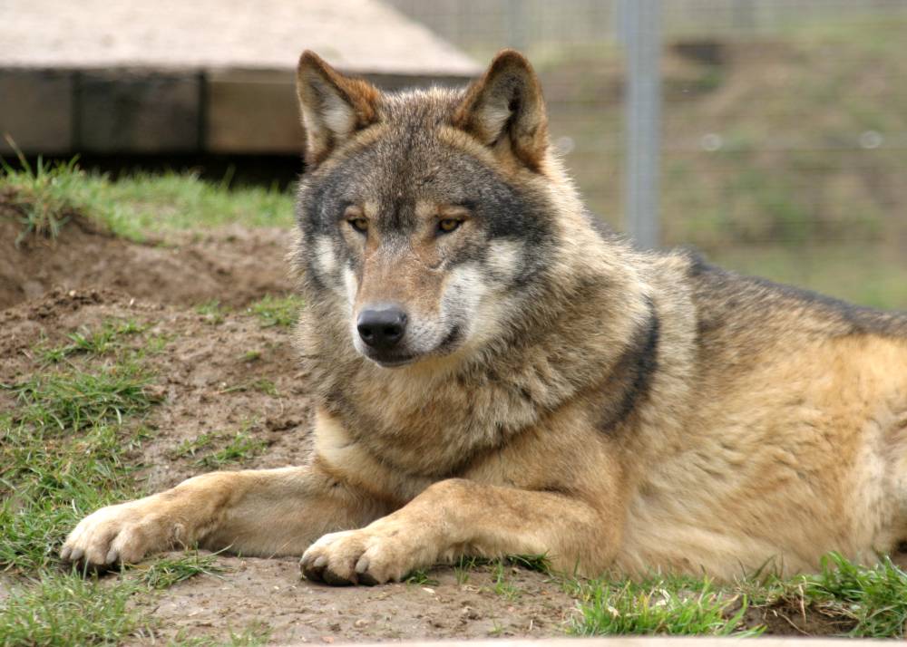 Carpathian Wolf Anglian Wolf Trust Anneka Svenska
