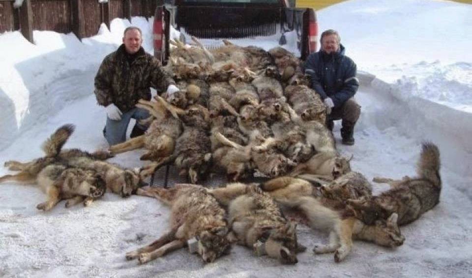 wolves slaughtered killed