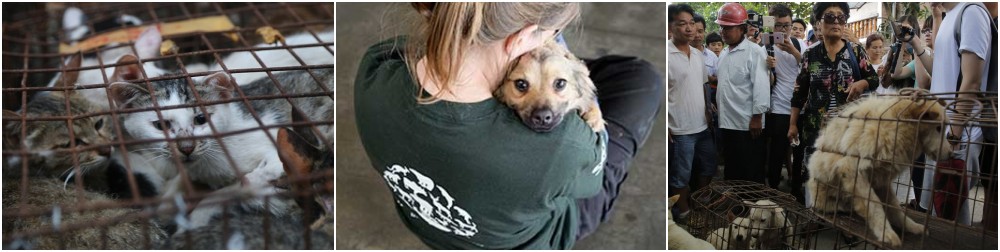Humane Society International Rescued Yulin Dog Meat Trade Dogs